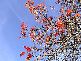 最后,紅色,葉子
