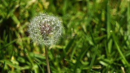 蒲公英,草,自然
