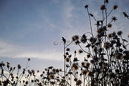 花卉,草地,陰影