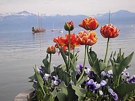 日內(nèi)瓦湖,郁金香,五月