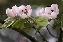 鮮花,春天,木瓜