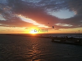 日落,海,海鷗