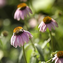 昆蟲(chóng),蜂蜜,蜜蜂