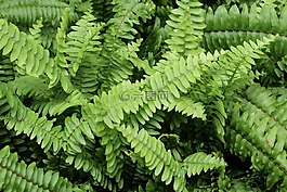 蕨類植物,綠色,太陽