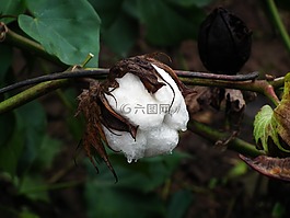 棉花,植物,特寫