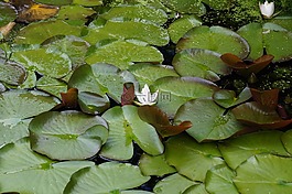 池塘,開花,水生植物