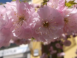 不來梅,春天,4 月