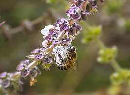 蜜蜂,鮮花,性質(zhì)