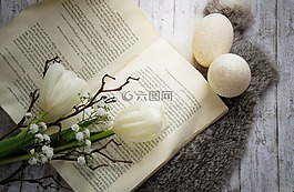 郁金香,春天,花卉
