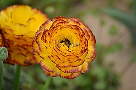 花,廠,春天