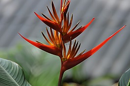 花,極樂鳥,泰國