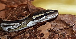 蛇,python,python 麗君