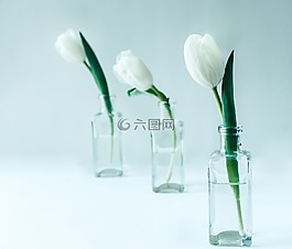 郁金香,花卉,性質(zhì)
