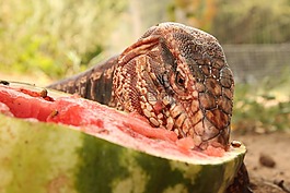 蜥蜴,動(dòng)物,性質(zhì)
