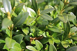 綠色,性質(zhì),葉子