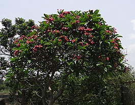 雞蛋花,素馨花,紅雞蛋花