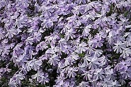 花的海洋,鮮花,blütenmeer