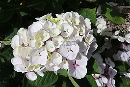 八仙花,白,開花