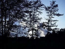 樹,日出,日落