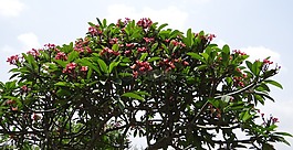 雞蛋花,素馨花,紅雞蛋花