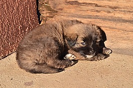 陽光,小狗,動物區(qū)系