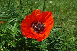 klatschmohn,紅色,開花