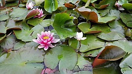 鮮花,蓮花,植物