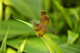 昆蟲,飛,蜻蜓