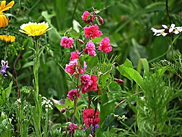 鮮花,草甸,春
