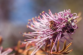 親愛的花,蜜蜂授粉,昆士蘭州的花園