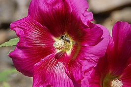 蜜蜂,開花,昆蟲