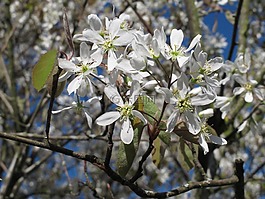 amelanchier,厂,春天
