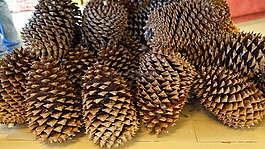 松球果,松果,自來(lái)水