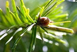 枞树芽,青年绿色松针,春芽