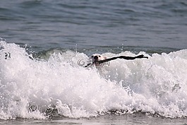 狗,海,波