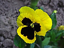 紫羅蘭,潘茜,花
