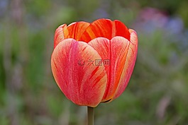 郁金香,花,春天