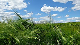 玉米,耳朵,培養(yǎng)的