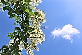 長(zhǎng)老,鮮花,白