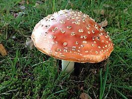 飛木耳,禮物,有毒