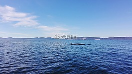 加拿大,鯨,水