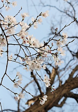 春,自然,花