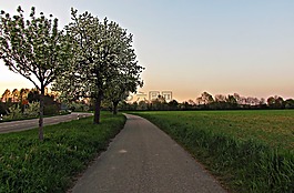 春,樹,性質(zhì)