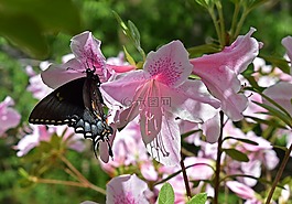 蝴蝶在杜鵑花,映山紅,燕尾蝴蝶