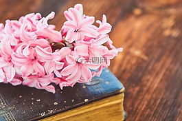風(fēng)信子,本書,花