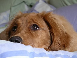 金毛尋回犬,大眼睛,可愛