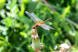 蜻蜓,昆蟲,夏季