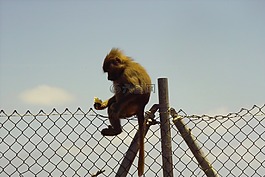 猴子,動(dòng)物園,性質(zhì)