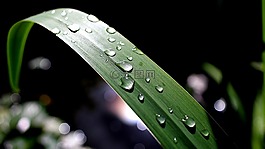雨,葉,池