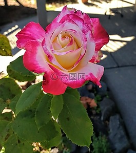 玫瑰,花,植物